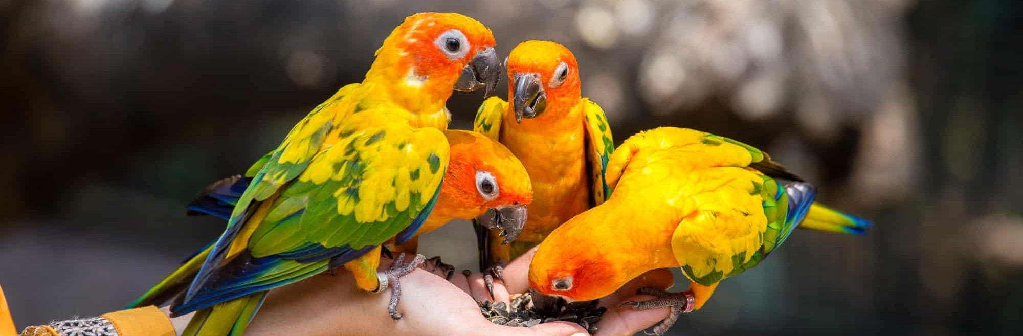 Oiseau Fournitures Boutique -Oiseau Fournitures Boutique 1