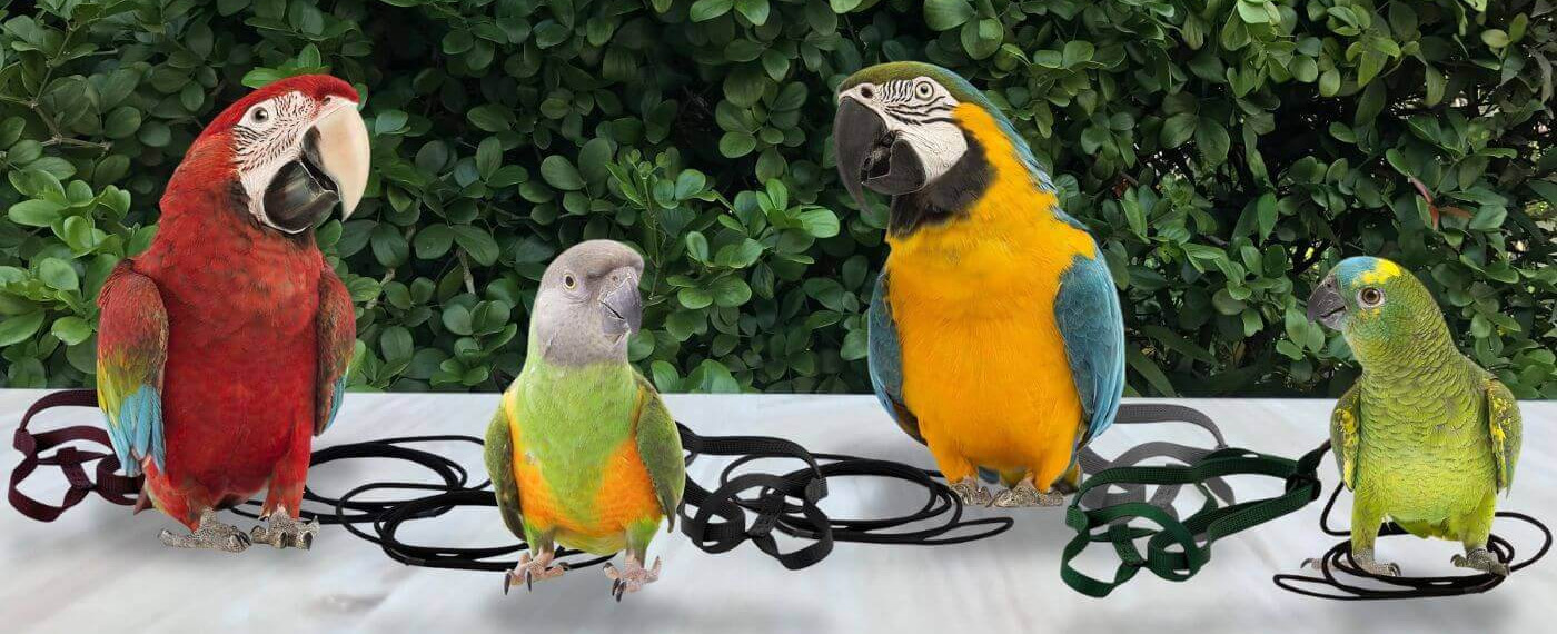 Oiseau Fournitures Boutique -Oiseau Fournitures Boutique 2