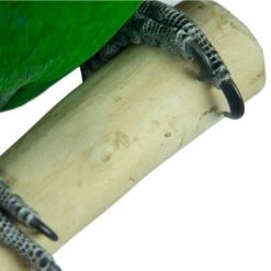 Aire De Jeux En Bois De Java Avec Socle - Medium - Back Zoo Nature 15 Aire De Jeux En Bois De Java Avec Socle - Medium - Back Zoo Nature -Oiseau Fournitures Boutique aire de jeux en bois de java avec socle medium back zoo nature zf1113 back zoo nature aire de jeux en bois de java avec socle et 6