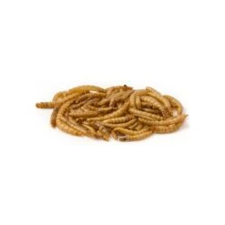 Mealworm, Vers De Farine Déshydratés 5kg
