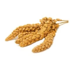 Millet En Grappes En Seau De 5kg - Ornibird -Oiseau Fournitures Boutique millet en grappes en seau de 5kg ornibird 700230 private label ornibird le millet rentre dans lalimentation de tous les oiseaux 1 1