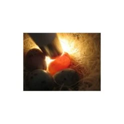 Mire Oeufs - Fauna 8 Mire Oeufs - Fauna -Oiseau Fournitures Boutique mire oeufs fauna 14340 fauna birdproducts ce stylo permet de controler la fecondite des oeufs il est livre avec 2 piles 2