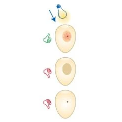 Mire Oeufs - Fauna 9 Mire Oeufs - Fauna -Oiseau Fournitures Boutique mire oeufs fauna 14340 fauna birdproducts ce stylo permet de controler la fecondite des oeufs il est livre avec 2 piles 3