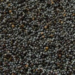 Pavot Bleu Extra 25kg - Duvo -Oiseau Fournitures Boutique pavot bleu extra 25kg duvo 595 duvo pavot bleu extra 25kg duvo 1